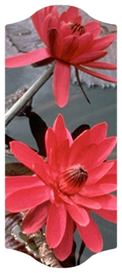 DARAY-C-026 Water Lily Red